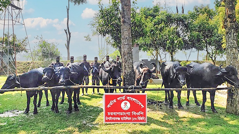 চাঁপাইনবাবগঞ্জ সীমান্তে পদ্মায় ভাসমান চোরাচালানকৃত ৭টি ভারতীয় মহিষ জব্দ
